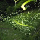 キャンプ場の近くで蛍が飛ぶ夜の様子
