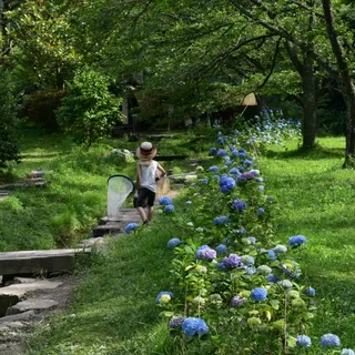 紫陽花の咲く小道と小川