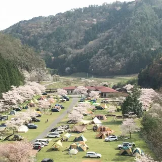桜の季節のオートキャンプ場を高台から見た景色